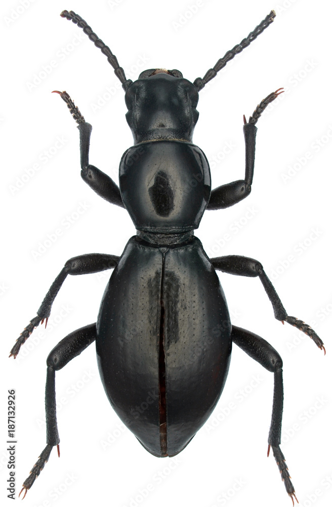 Mesostena picea is a species of beetle in the family Tenebrionidae, the darkling beetles. Isolated on a white background. Mesostena picea is a species of beetle in the family Tenebrionidae, the darkling beetles. Isolated on a white background.