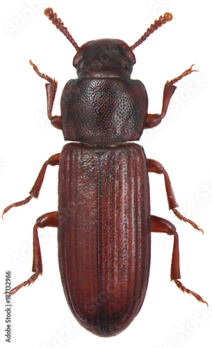 The confused flour beetle Tribolium confusum. Isolated on a white background. photo