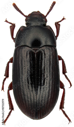 Alphitobius diaperinus is a species of beetle in the family Tenebrionidae, the darkling beetles. Commonly as the lesser mealworm and the litter beetle. Isolated on a white background photo