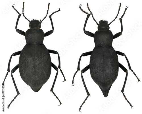 Blaps japonensis is a species of beetle in the family Tenebrionidae, the darkling beetles. Isolated on a white background. In left male, right female © Tomasz