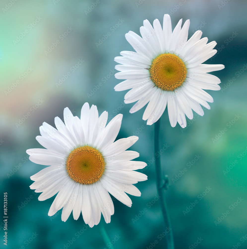 Naklejka premium white chamomile in nature