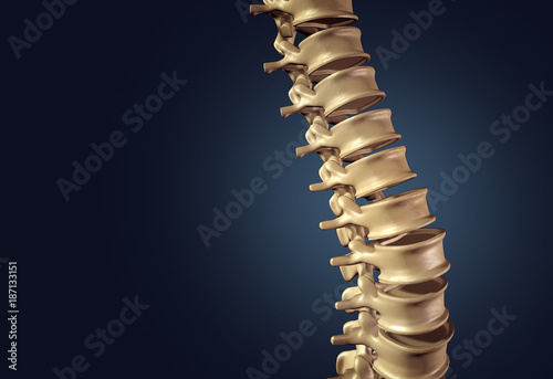 Skeletal Human Spine