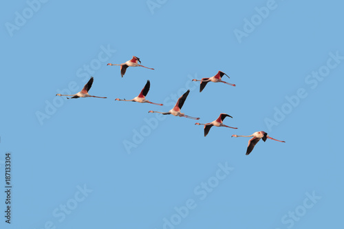 Wild Greater Flamingo, Phoenicopterus roseus, flock in flight against clear, blue sky. Cutout against blue background.