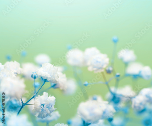 White flower on blue background. Soft focus. © Liliia