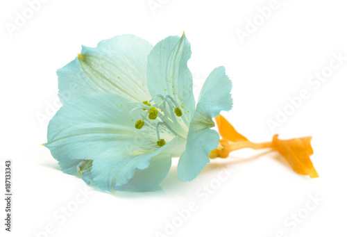 Fototapeta Naklejka Na Ścianę i Meble -  blue lily flower isolated