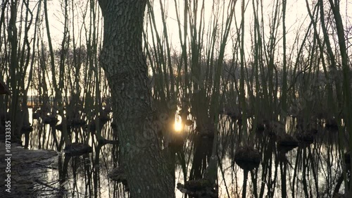 Tree remnant in swamp at sunset. photo