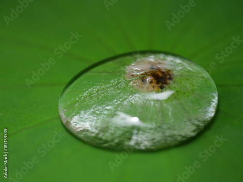 Gouttes dàeau sur une feuille de lotus hydrophobe, La Réunion  photo