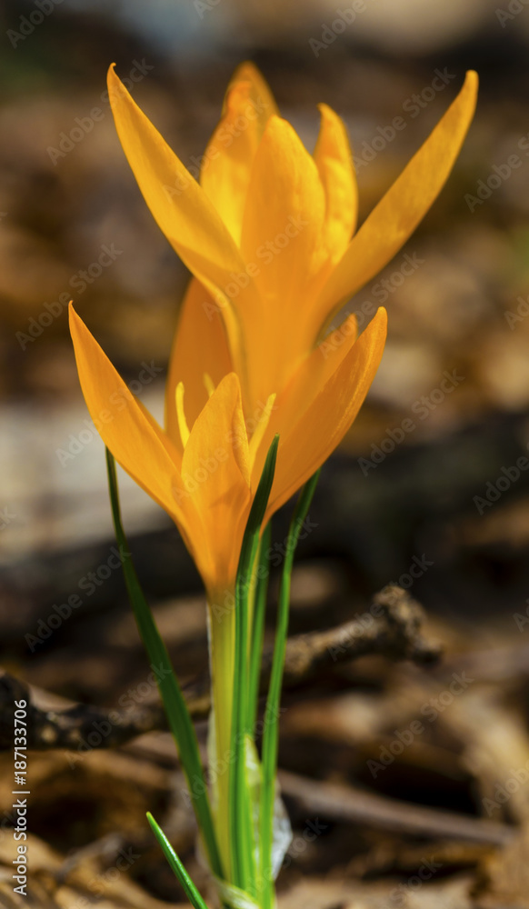 Beautiful yellow crocus closeup Beautiful yellow crocus closeup