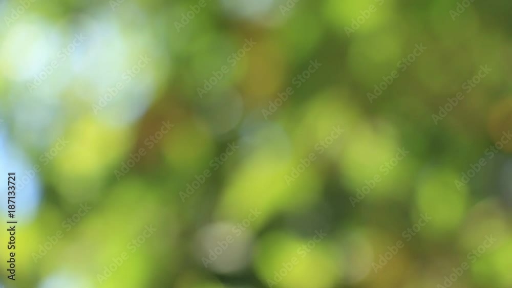 Green leaves move slowly. The wind blows. In the afternoon Green leaves move slowly. The wind blows. In the afternoon