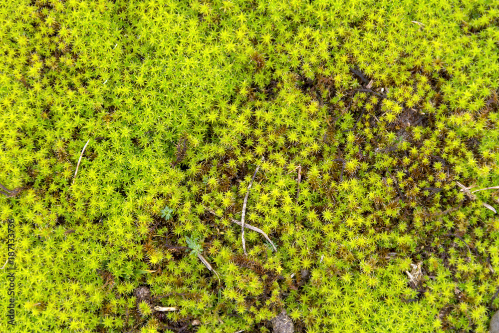Obraz premium twisted moss detail