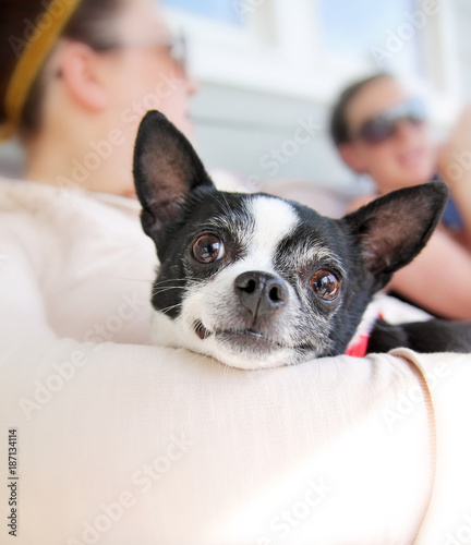 cute chihuahua being held in her owner's arms while looking at the camera © annette shaff