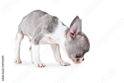 photo of a cute french bulldog puppy studio shot on an isolated white background