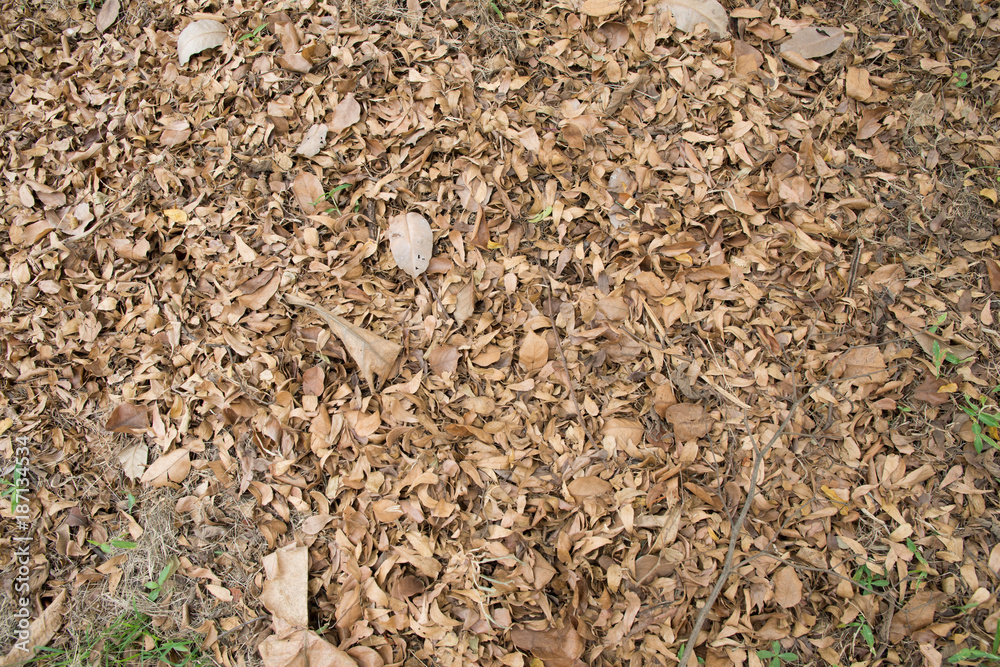 close up dry leaf background