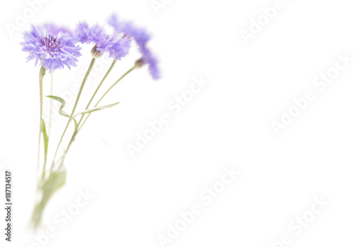 Blue cornflower. Soft focus. Made with lens-baby and macro-lens.
