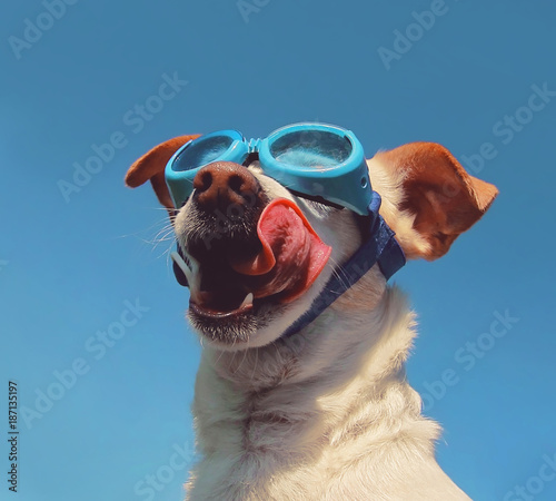 cute white chihuahua with goggles on enjoying a warm summer day with green grass and blue sky photo