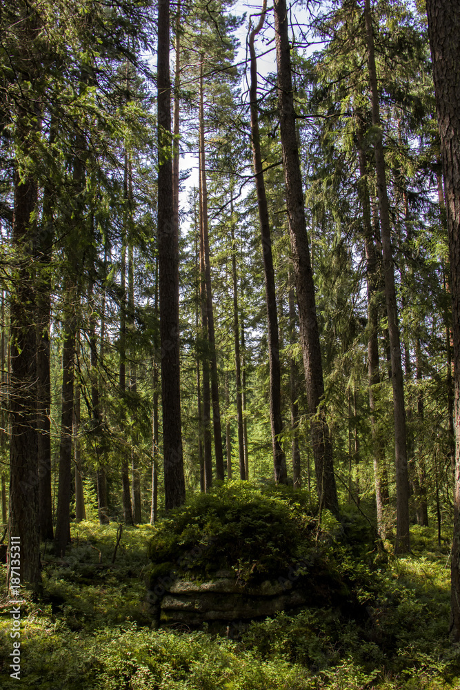 Sunshine in forest. National Park Sumava, Czech Republic. Sunshine in forest. National Park Sumava, Czech Republic.