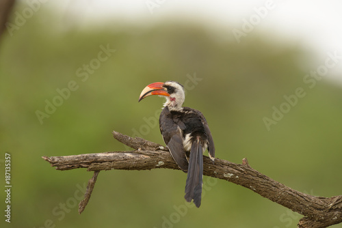 Closeup of a male Von der Decken's Hornbill found in the Serengeti