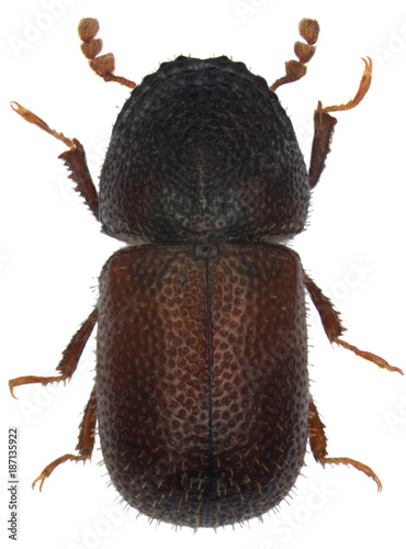 Dinoderus brevis is a species of wood-boring beetle from family Bostrichidae commonly called auger beetles, false powderpost beetles, or horned powderpost beetles. Isolated on a white background photo