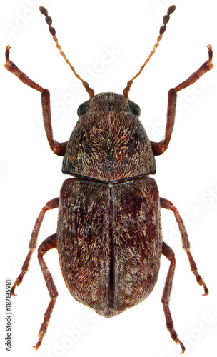 The Coffee Bean Weevil Araecerus fasciculatus  the species of beetles of the family Anthribidae is a worldwide pest of cocoa, coffee and many of other plants on a white background photo