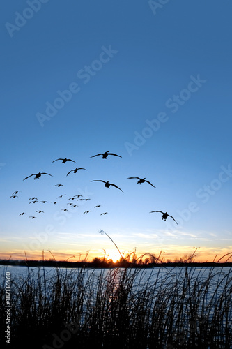 Waterfowl Sunset