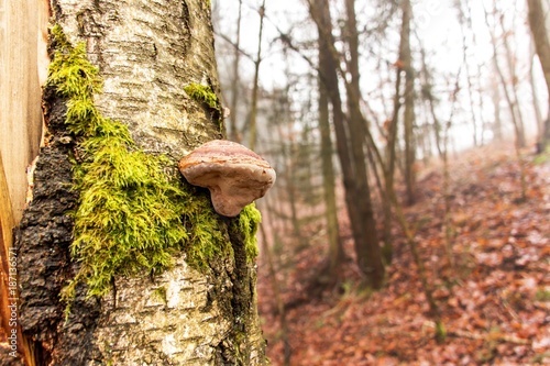 Wild mushroom on birch tree trunk in autumn forest.
