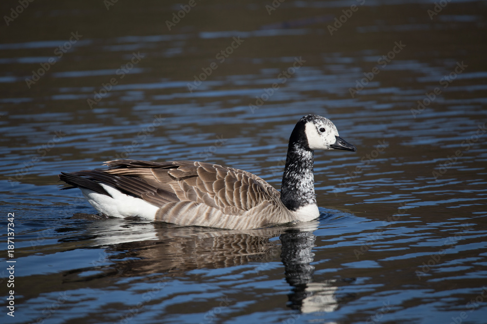 Obraz premium Junge Kanadagans