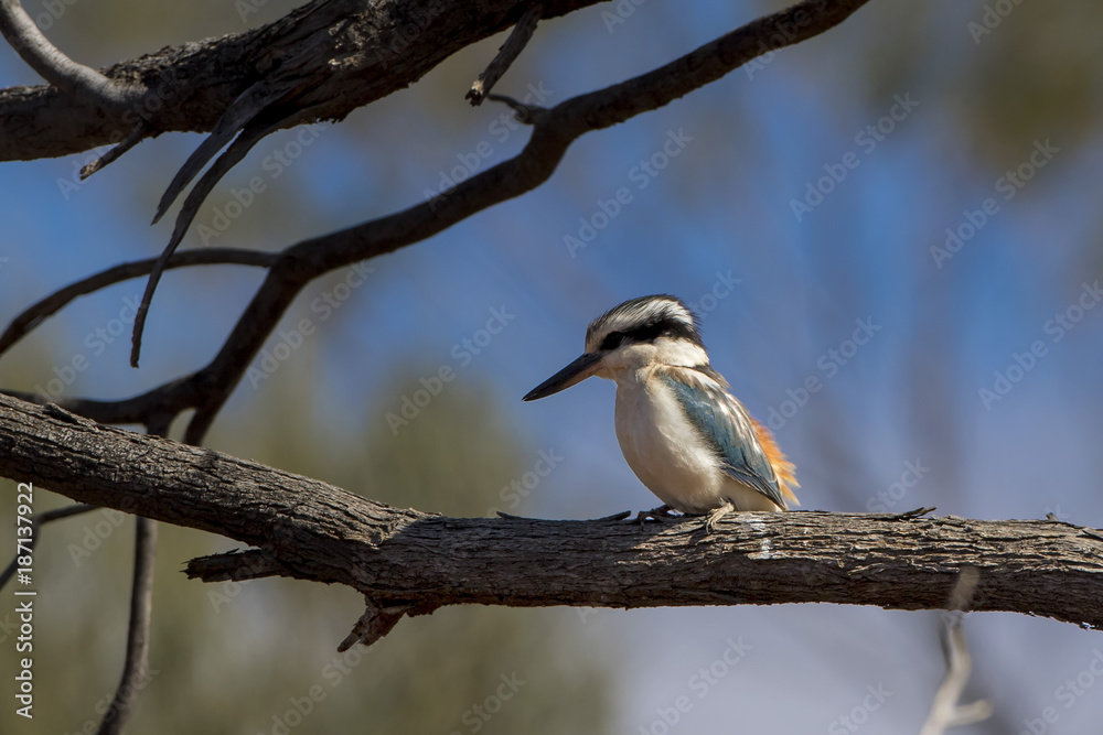 Red-backed Kingfisher (Todiramphus pyrrhopygius). Wiluna, Western Australia, Australia Red-backed Kingfisher (Todiramphus pyrrhopygius). Wiluna, Western Australia, Australia