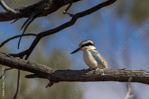 Red-backed Kingfisher (Todiramphus pyrrhopygius). Wiluna, Western Australia, Australia