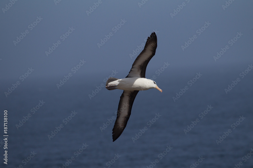 Black browed Albatross flies over ocean.CR2 Black browed Albatross flies over ocean.CR2