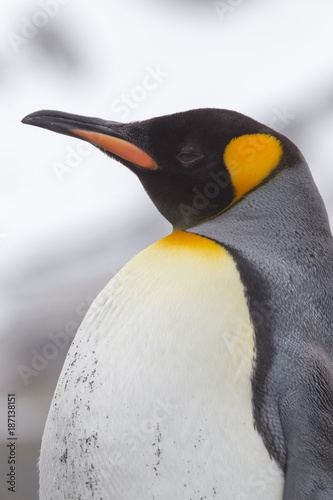 King penguin left profile with sand on chest from sliding.