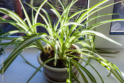 house plant on the window sill illuminated by sun photo