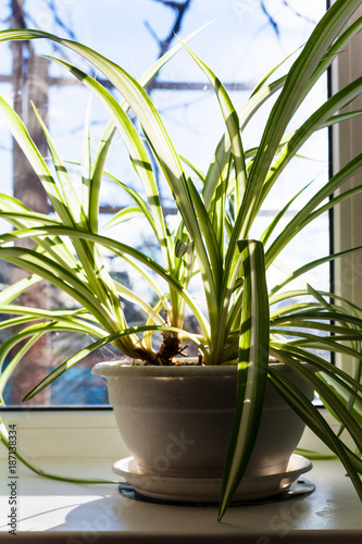Chlorophytum houseplant in pot on the windowsill
