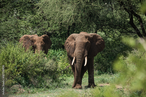 Photography Two elephants in green bushes in Manyara national park, Tanzania