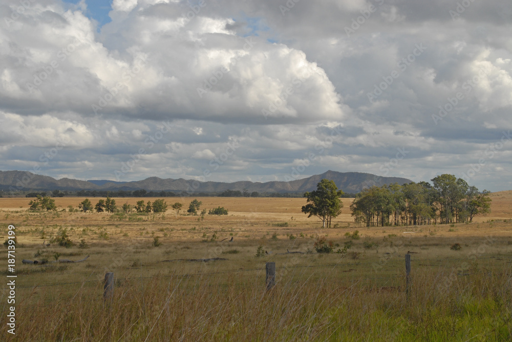 Trees on a dry meadow in Queensland, Australia