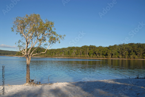 Tree at Lake McKenzie, Fraser Island, Australia photo