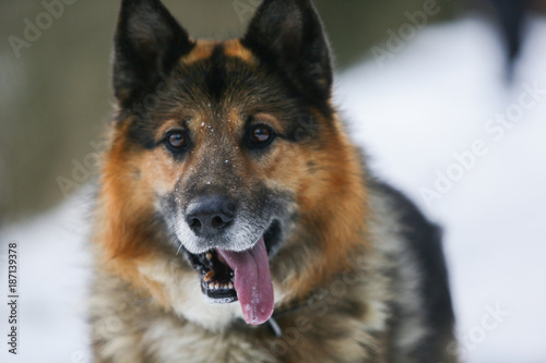 German Shepherd walks in winter in the forest 