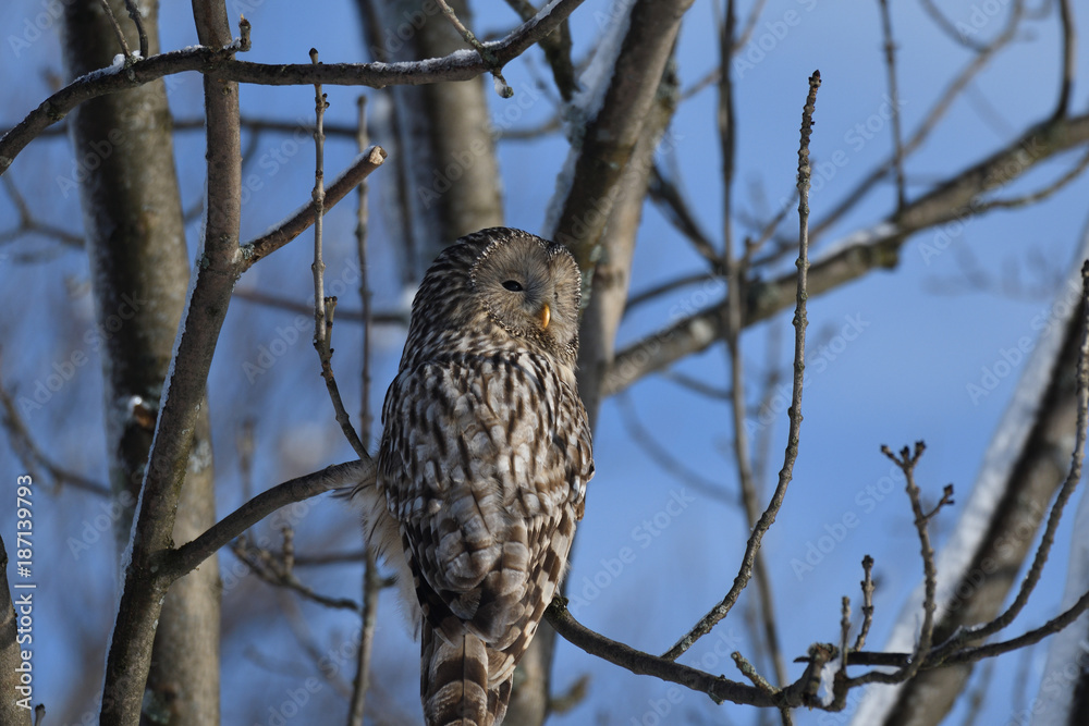 forest owl sitting on the branch in the winter forest owl sitting on the branch in the winter