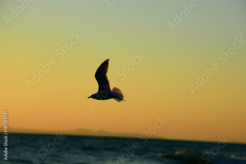 silhouette of birds © roydahan