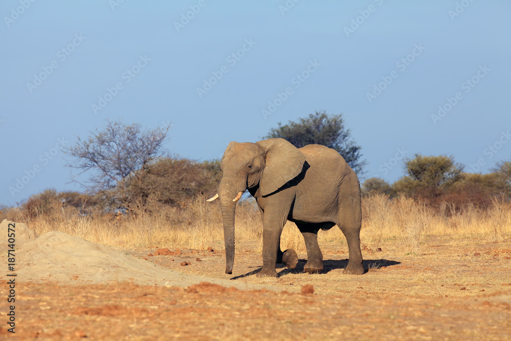 Fototapeta premium The African bush elephant (Loxodonta africana) a big man digging a hole in the sand in a dry savanna