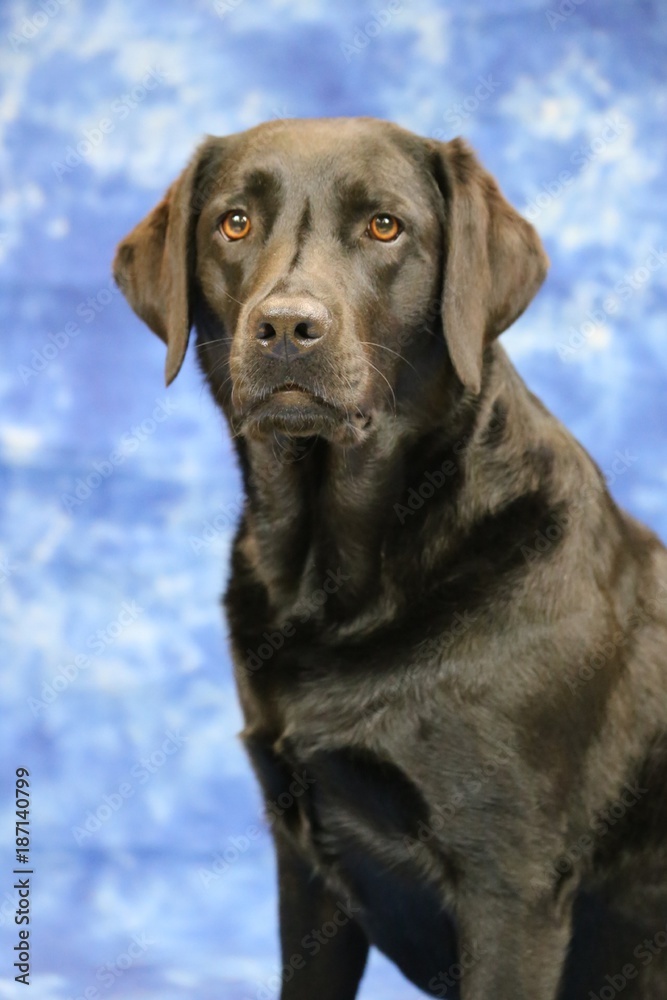 Fototapeta premium Labrador im Studio
