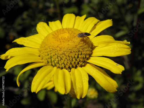 bug perched on a yellow daisy