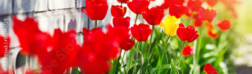 Fototapeta Naklejka Na Ścianę i Meble -  Tulips in flower beds in the garden in spring