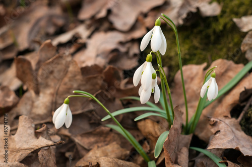 Snowdrops in the forest. Snowdrop flower is one of the spring symbols telling us winter is leaving and we have warmer times ahead. Fresh green well complementing the white blossoms. © Viktoria