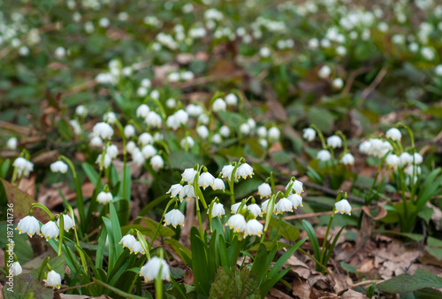 Snowdrops in the forest. Snowdrop flower is one of the spring symbols telling us winter is leaving and we have warmer times ahead. Fresh green well complementing the white blossoms.