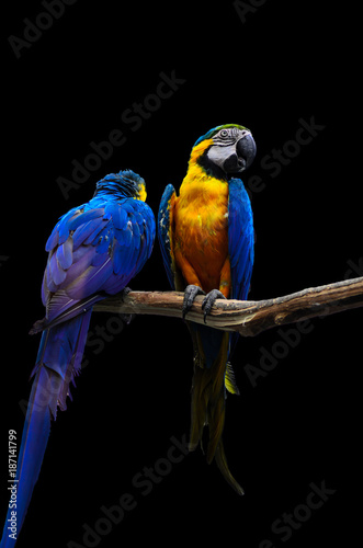 Blue-and-yellow macaws isolated on black background