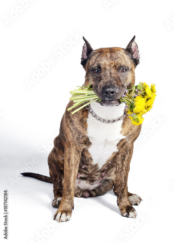 Brown American Staffordshire Terrier dog with cropped ears posing with a yellow dandelions bouquet. Isolate on white background. photo