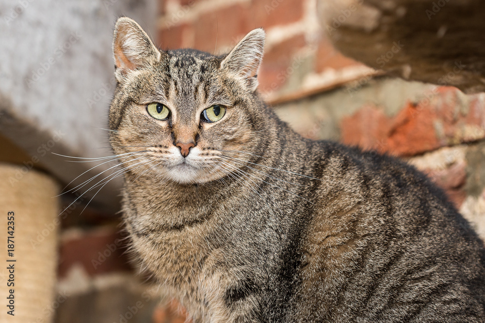 Obraz premium European domestic cat for adoption in a Belgian shelter