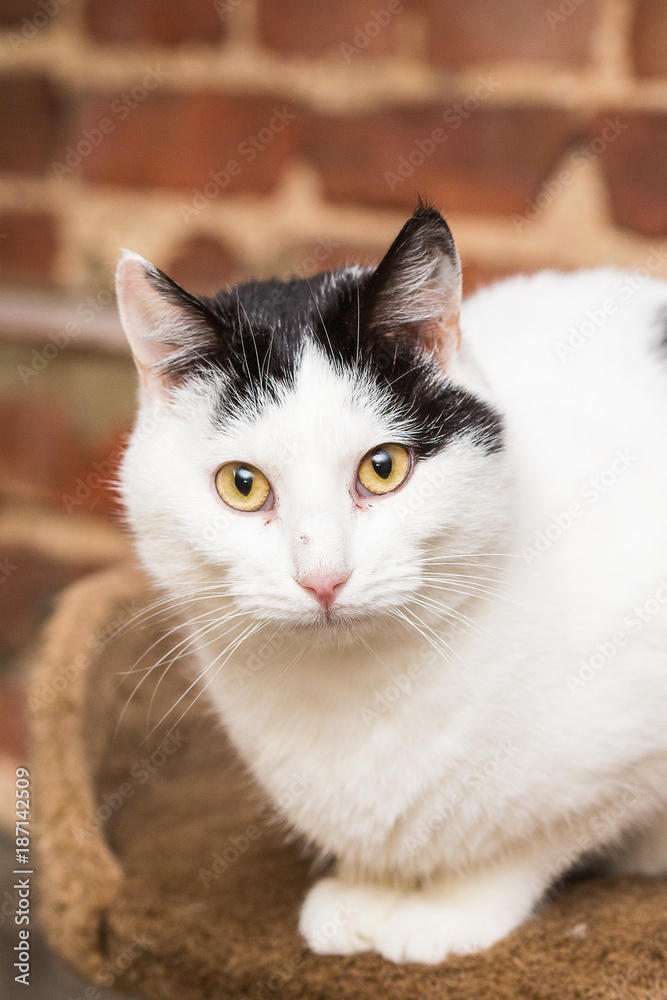 European domestic cat for adoption in a Belgian shelter