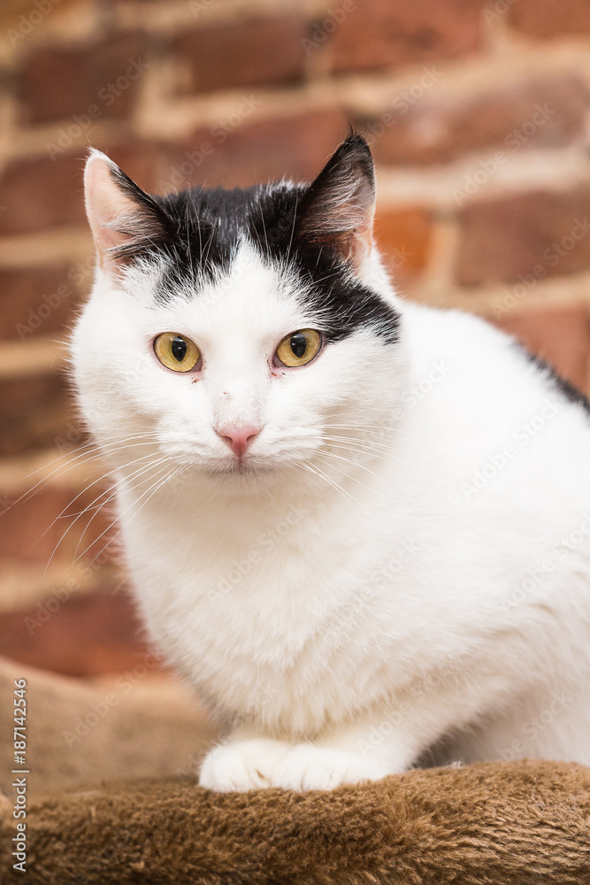 European domestic cat for adoption in a Belgian shelter