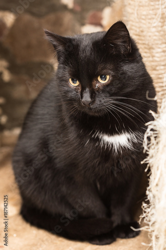 European domestic cat for adoption in a Belgian shelter